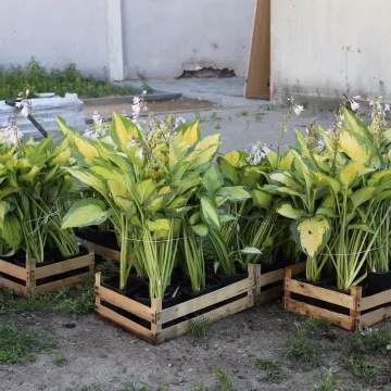 W Radomsku powstaje ogród wertykalny