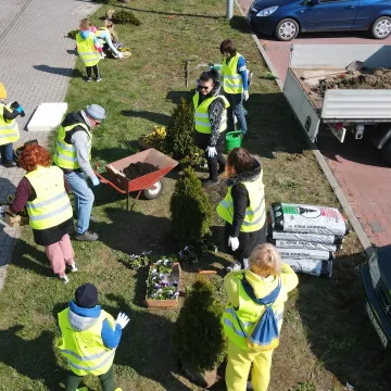 W Radomsku posadzono ponad 300 bratków w żółtym i niebieskim kolorze
