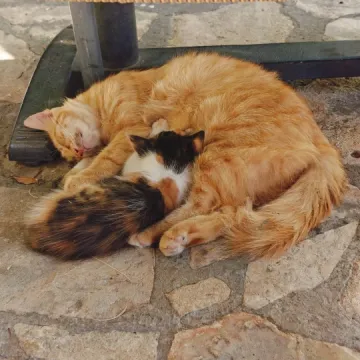 Cypryjska przygoda uczniów Ekonomika