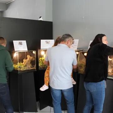 Pająki i skorpiony w MDK w Radomsku