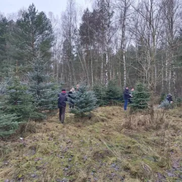 Wielkie „Choinkobranie” w Radomsku