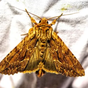 Wabili owady do światła