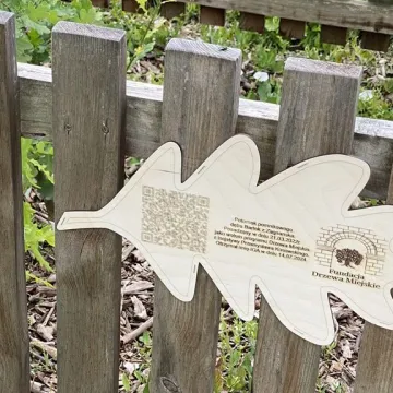 „Iga” – takie imię nosi od dziś dąb w Radomsku. To potomek dębu „Bartek”