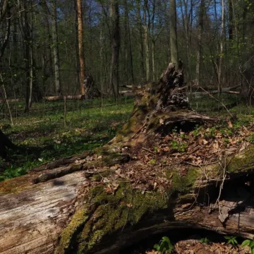 Propozycja na majówkę: Rezerwat Przyrody Dębowiec