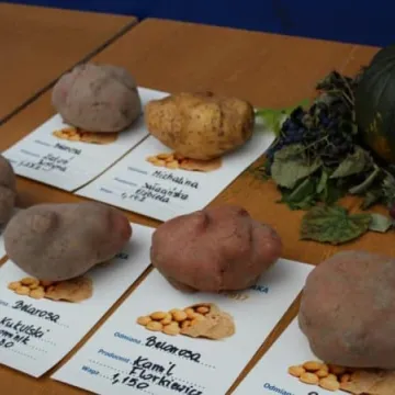 Święto Ziemniaka w Dmeninie