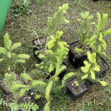 Oddali puszki, otrzymali sadzonki i zioła