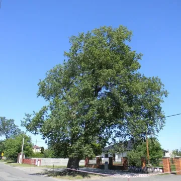 Radziechowice Drugie: pomnik przyrody zostanie wycięty