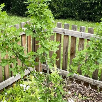 „Iga” – takie imię nosi od dziś dąb w Radomsku. To potomek dębu „Bartek”