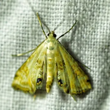 Wabili owady do światła