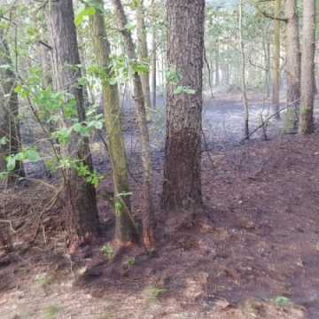Dąbrowa – pożar poszycia leśnego