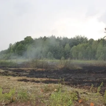 Pożar łąk na Dąbrówce 