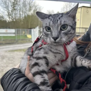 Zaczipowano radomszczańskie psy i koty