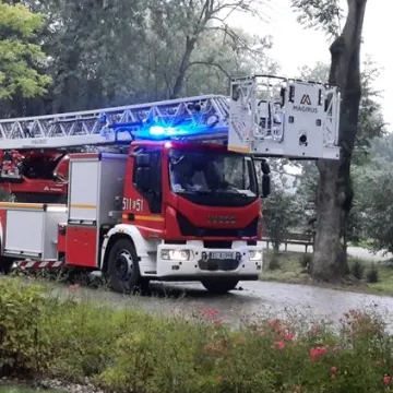 Brzoza w Parku Świętojańskim nie będzie już stwarzać zagrożenia