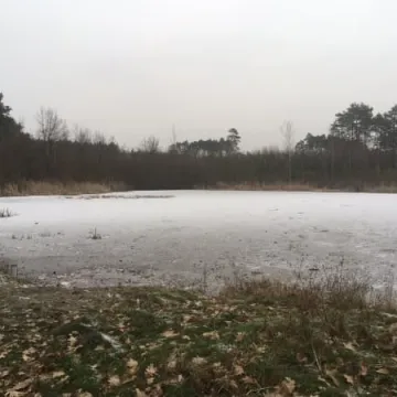 Nadleśnictwo chce zrewitalizować leśne stawy