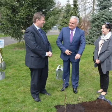 Piotrków Tryb.: zakwitły kasztany przyjaźni