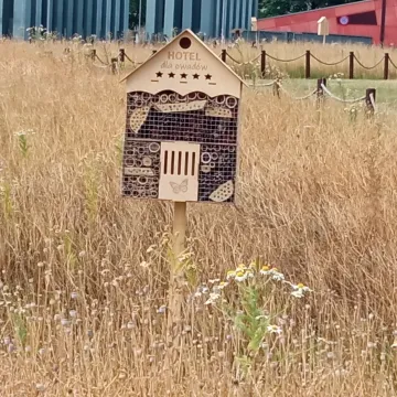 Betonoza kontra łąki kwietne