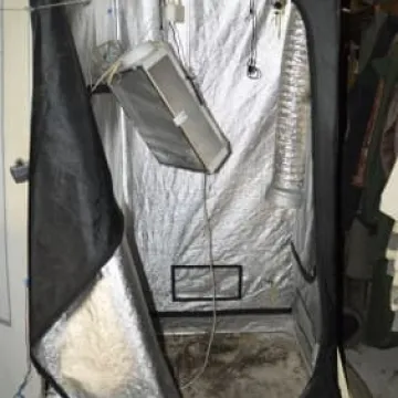 Zatrzymany za uprawę marihuany