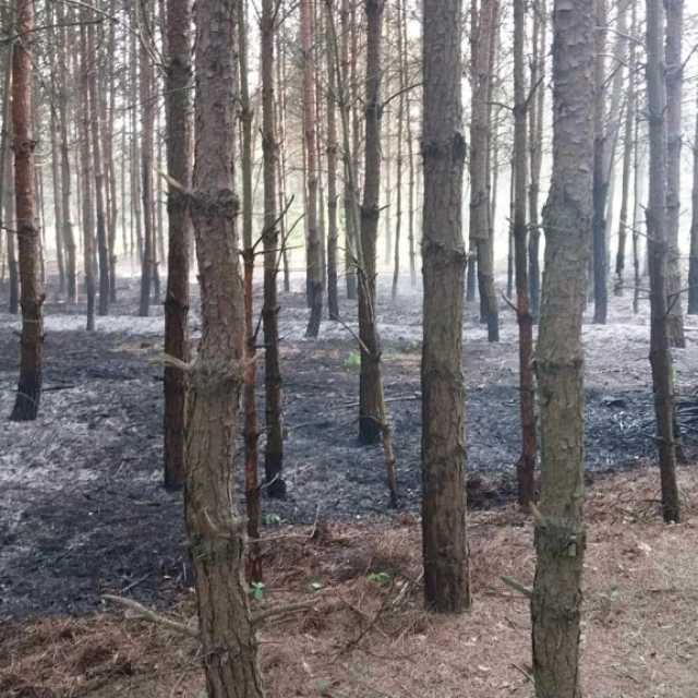 [WIDEO] Wciąż dochodzi do pożarów w lasach w pow. radomszczańskim