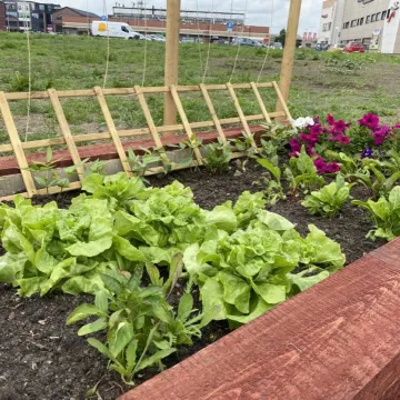 Ogródek warzywny przy Interku w Radomsku