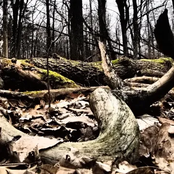 Leśne krajobrazy na plenerze fundacji „Foto POZYTYW”