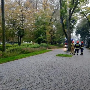 Brzoza w Parku Świętojańskim nie będzie już stwarzać zagrożenia