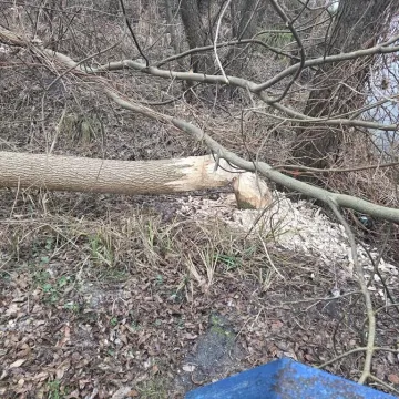 Drzewo zablokowało drogę. Interweniowali strażacy w Wielgomłynach
