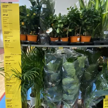 Rośliny opanowały Radomsko. Festiwal Roślin odbył się po raz pierwszy