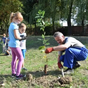 350 sadzonek dębów od PGK