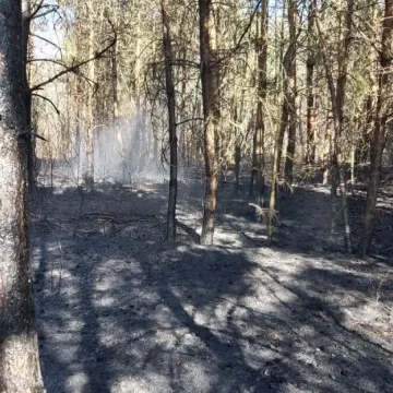 51 strażaków gasiło pożar lasu w miejscowości Borowa