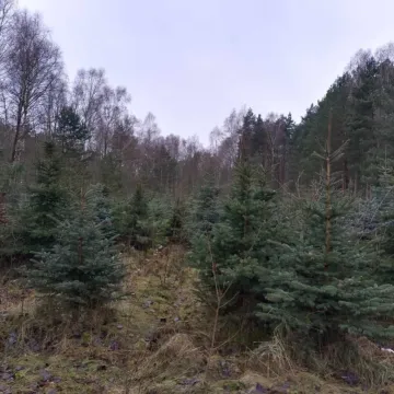 Wielkie „Choinkobranie” w Radomsku