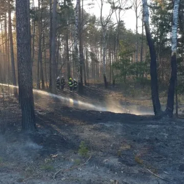 Pożar lasu w Małej Wsi w gm. Żytno