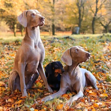 Kim jest groomer i na czym polega jego praca?