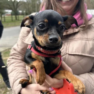 Zaczipowano radomszczańskie psy i koty