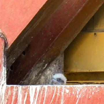 Rodzina sokołów wędrownych z Elektrowni Bełchatów powiększyła się o trojaczki!