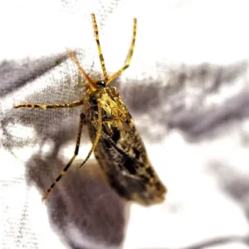 Wabili owady do światła