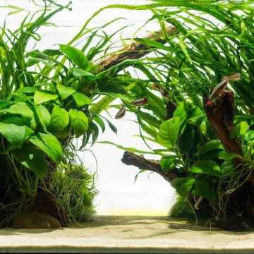Akwarium roślinne, czyli akwarium holenderskie – jak zacząć?