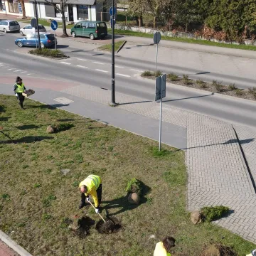 W Radomsku posadzono ponad 300 bratków w żółtym i niebieskim kolorze