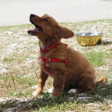 Zaczipowano psy i koty w Radomsku