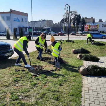 W Radomsku posadzono ponad 300 bratków w żółtym i niebieskim kolorze