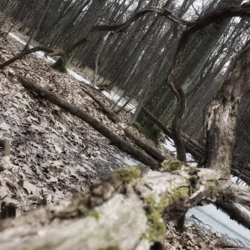 Leśne krajobrazy na plenerze fundacji „Foto POZYTYW”