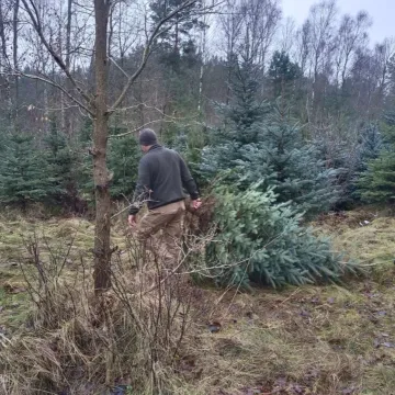 Wielkie „Choinkobranie” w Radomsku