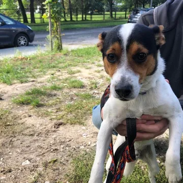 Udane czipowanie zwierzaków w Radomsku