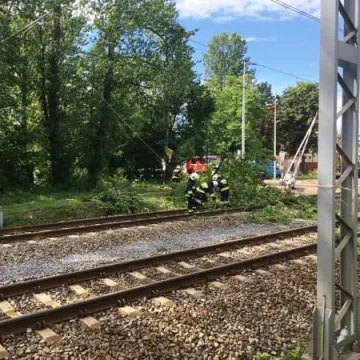 Powalone drzewo na torach