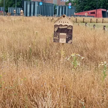 Betonoza kontra łąki kwietne