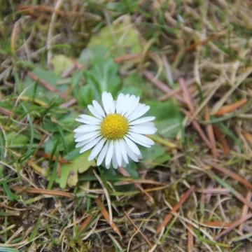 Na spacer, ale w samotności