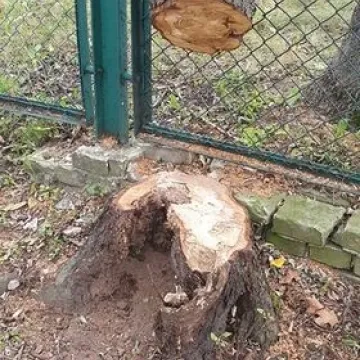 Dlaczego wycinane są drzewa w Miasteczku Ruchu Drogowego w Radomsku?