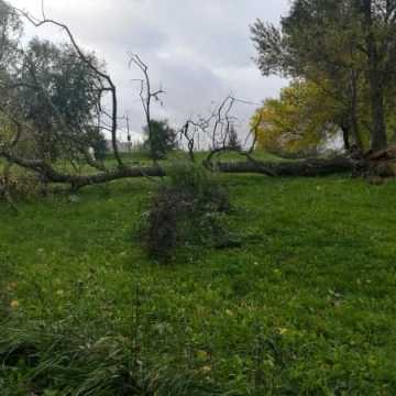 Ranni, połamane drzewa, zamknięty park. Bilans orkanu Ksawery w Radomsku i powiecie