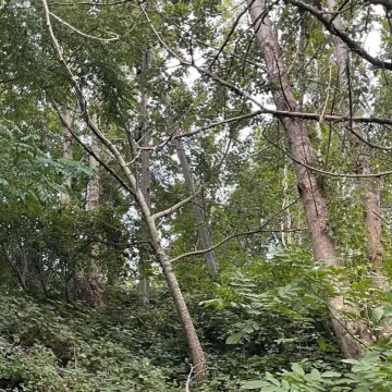 Spacer w obronie drzew na Gliniankach w Radomsku