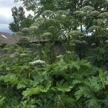 Groźny barszcz niedługo zniknie