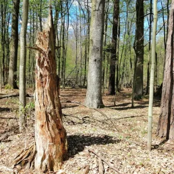 Propozycja na majówkę: Rezerwat Przyrody Dębowiec